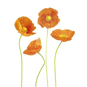 Papavernudicale: Poppy