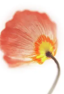 Papavernudicale: Poppy