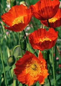 Papavernudicale: Poppy