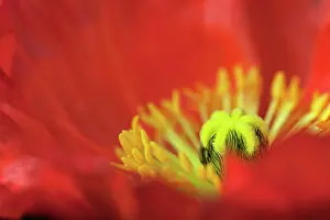 Papavernudicale: Poppy