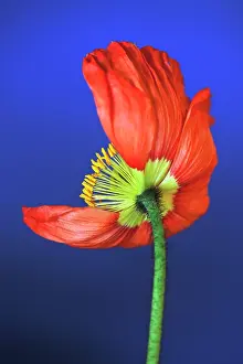 Papavernudicale: Poppy