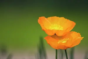 Combined: Poppy