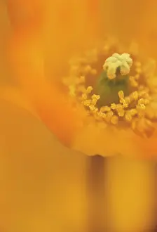Papavernudicale: Poppy