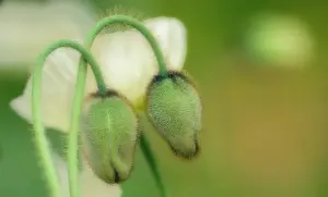 Papavernudicale: Poppy