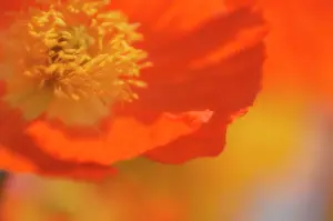 Papavernudicale: Poppy