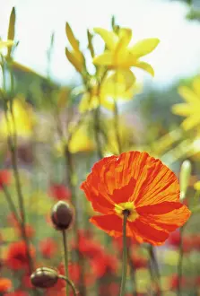 Papavernudicale: Poppy
