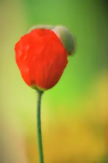 Comedy: Poppy