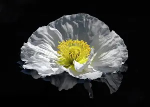 Papavernudicale: Poppy