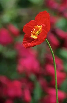 Papavernudicale: Poppy