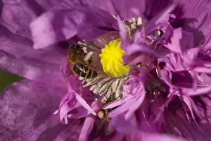 Papaver: Poppy, Papver, Close up of mauve coloured flower