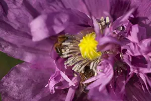 Papaver: Poppy, Papver, Close up of mauve coloured flower