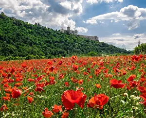 Monastery: Poppy seed meadow, Convent and Basilica of San Francesco