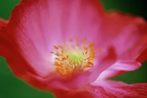 Shirley: Poppy, Shirley Poppy