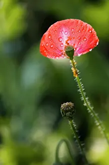 Shirley: Poppy, Shirley poppy