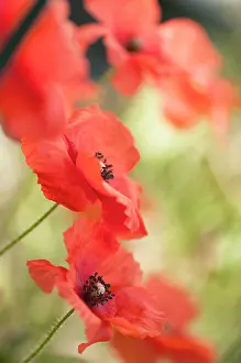 Timeless: Poppy, Shirley poppy