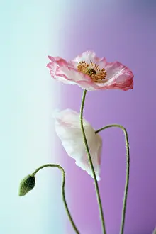 Shirley: Poppy