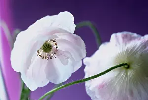 Shirley: Poppy