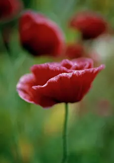 Shirley: Poppy