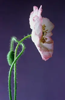 Shirley: Poppy