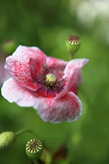 Shirley: Poppy