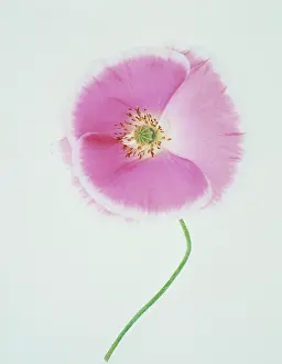 Shirley: Poppy