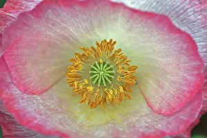 Annu: Poppy, Shirley poppy, Papaver rhoeas Shirley series