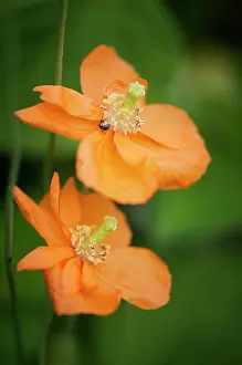 Tangerine: Poppy, Spanish Poppy