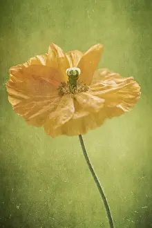 300119: Poppy - Textued Image