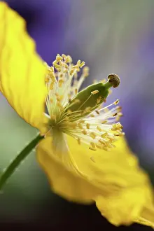 Meconopsis: Poppy, Welsh poppy