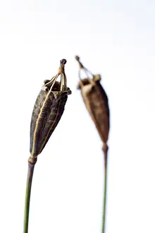 Meconopsis: Poppy