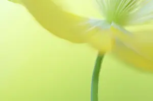 Meconopsis: Poppy