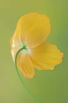 Detached: Poppy