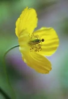 Meconopsis: Poppy