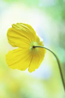 Aloof: Poppy