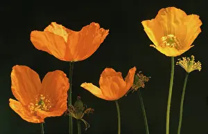 Meconopsis: Poppy