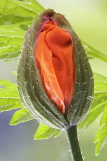 Meconopsis: Poppy