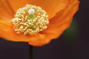Meconopsis: Poppy