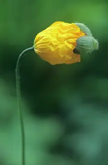 Meconopsis: Poppy