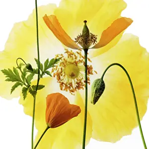 Organized: Poppy