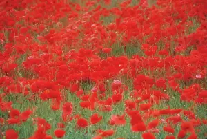 Poppyfield: Poppyfield