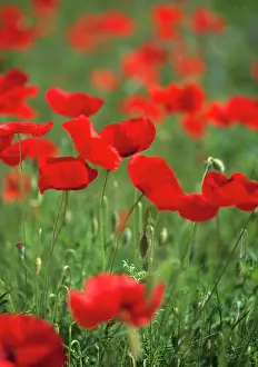 Poppyfield: Poppyfield