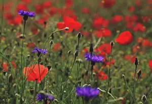 Poppyfield: Poppyfield