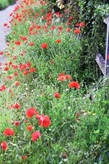 Poppyfield: Poppyfield