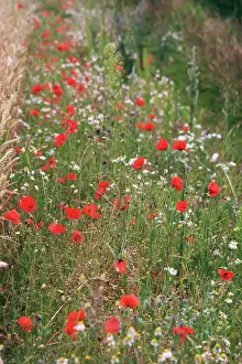 Mayweed: Poppyfield