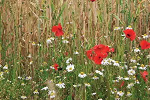 Mayweed: Poppyfield