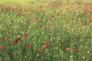 Combined: Poppyfield