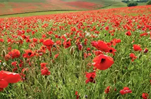 Poppyfield: Poppyfield