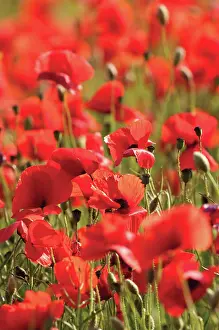 Poppyfield: Poppyfield