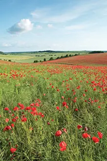 Poppyfield: Poppyfield