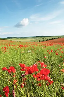 Poppyfield: Poppyfield